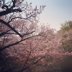 photo: ダミー
