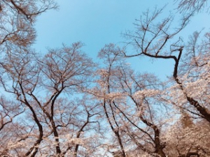 photo: ダミー
